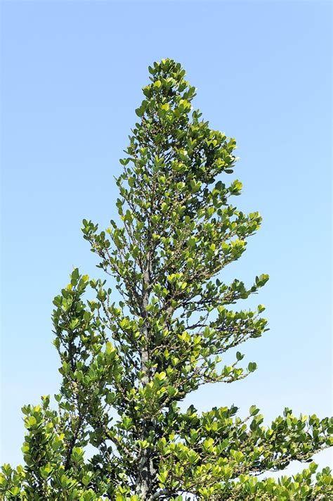 福木樹|菲島福木(恆春熱帶植物園)